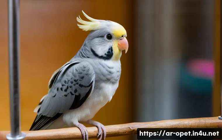 칵테일 앵무새 훈련법 - A detailed close-up portrait of a curious and intelligent cockatiel perched comfortably on a natural...